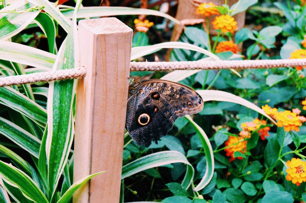 Brown butterfly with yellow and black dot that looks like an owl's eye on a post in the horseman museum and gardens