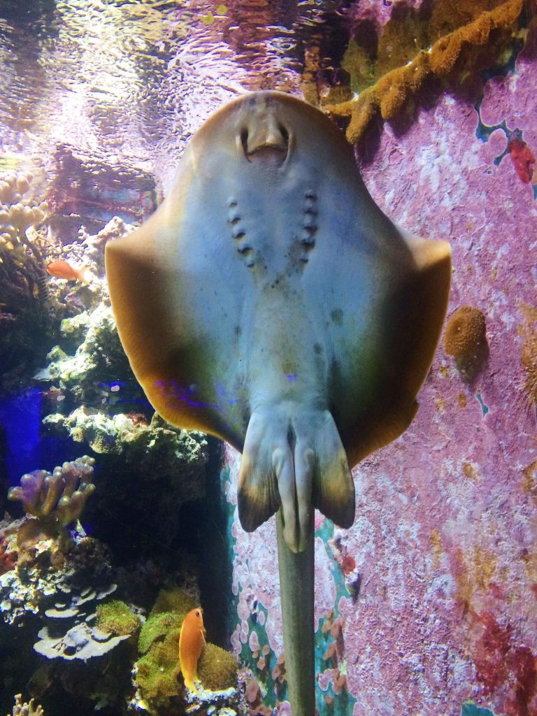 Stingray underside in a tank in the aquarium at Horniman Museum