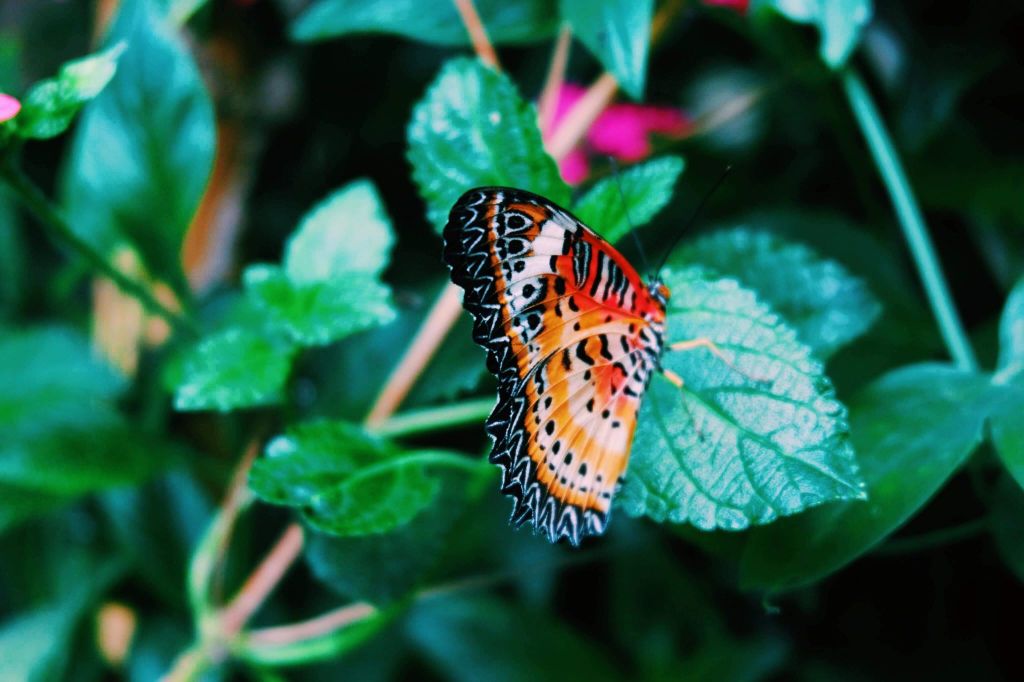 Red and orange butterfly on a leaf at the horniman Museum and Gardens