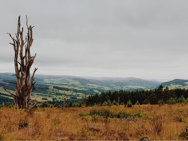 View from hike to Grandtully of hills and forests with one tall bare tree at the left.