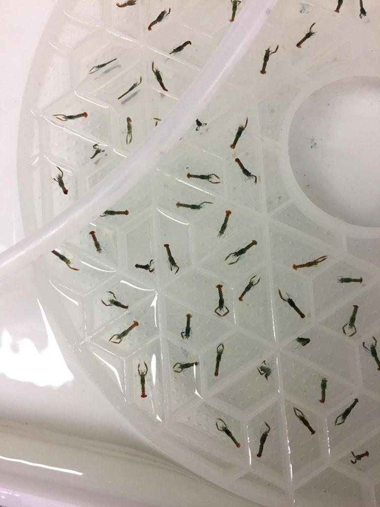 Lobsters in the Lobster Hatchery, Things to do in North Berwick