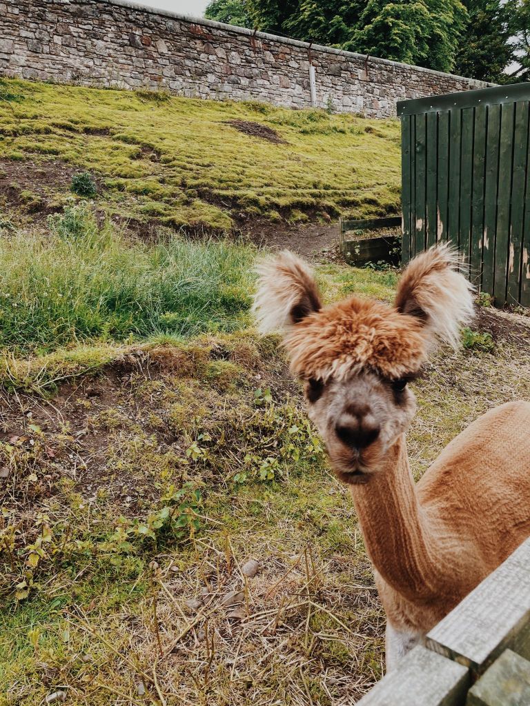 The alpacas at Love Gorgie Farm Edinburgh