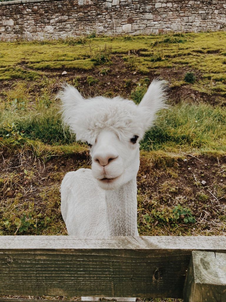 Alpacas at Love Gorgie Farm Edinburgh