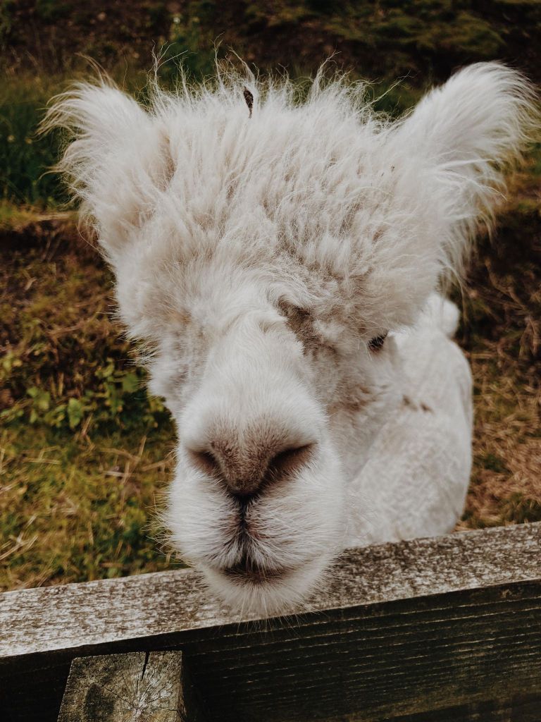 The alpacas at Love Gorgie Farm Edinburgh