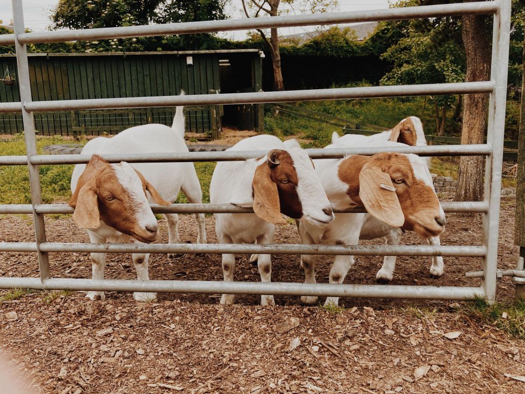 Goats at Love Gorgie Farm Edinburgh