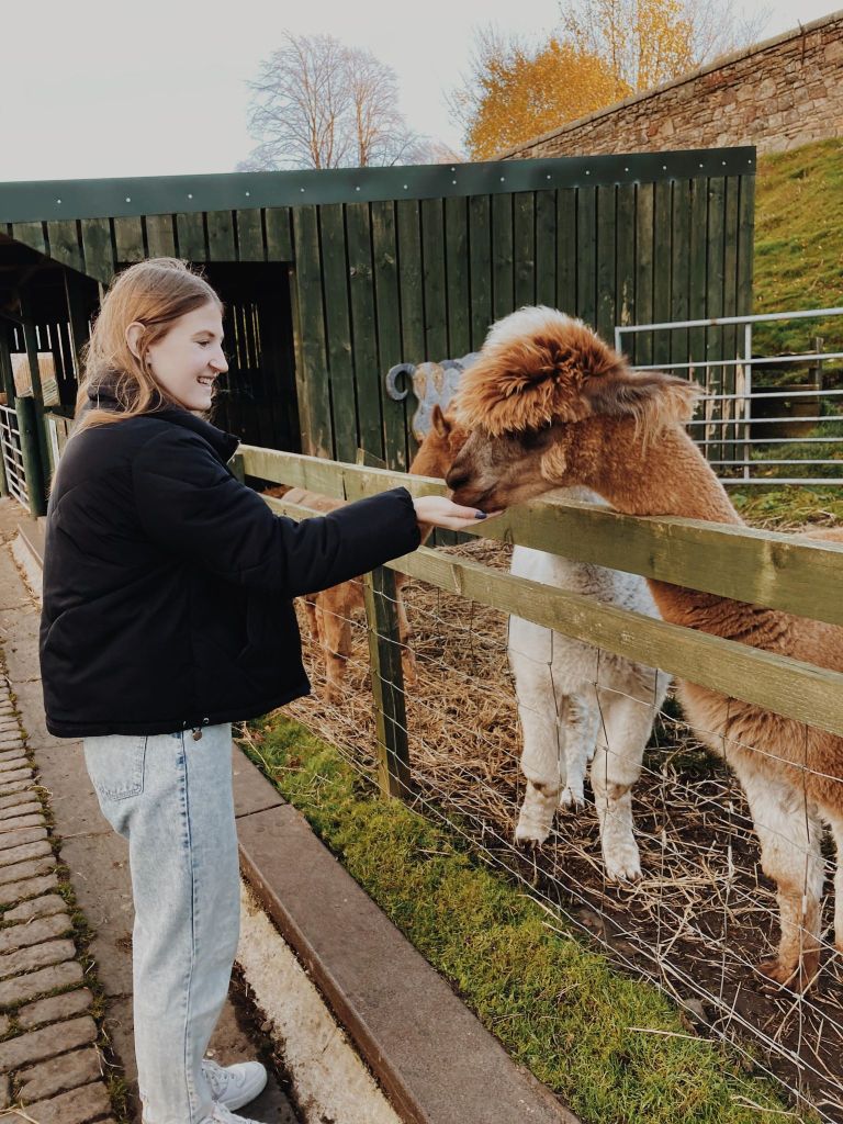 Feeding the alpacas at Love Gorgie Farm Edinburgh