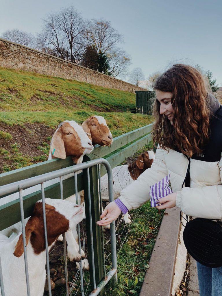 Feeding the goats at love Gorgie farm Edinburgh 