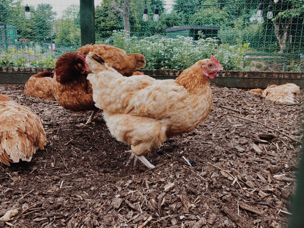 The hens at Love Gorgie farm Edinburgh
