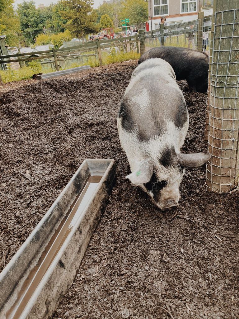 The pigs at Love Gorgie Farm Edinburgh