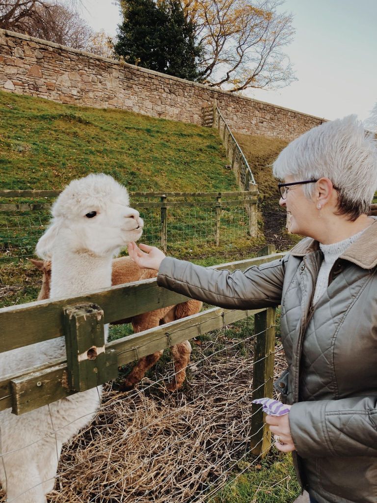 Feeding the alpacas at Love Gorgie Farm Edinburgh