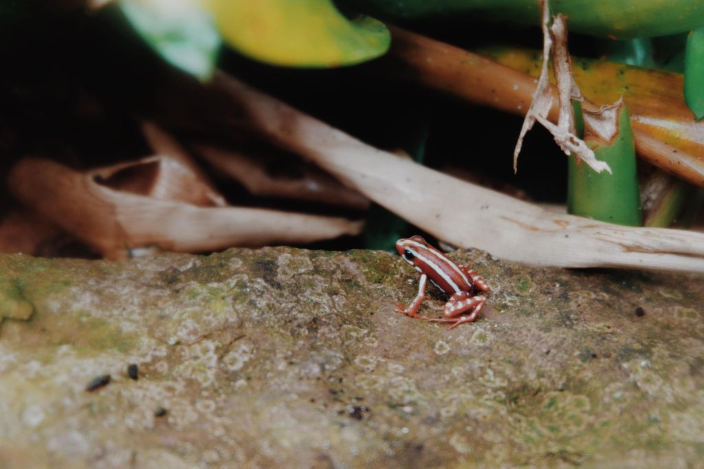 Frog at the Palm House Botanical Gardens in Copenhagen