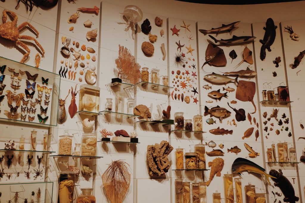 evolution exhibition at the zoology museum in Copenhagen 