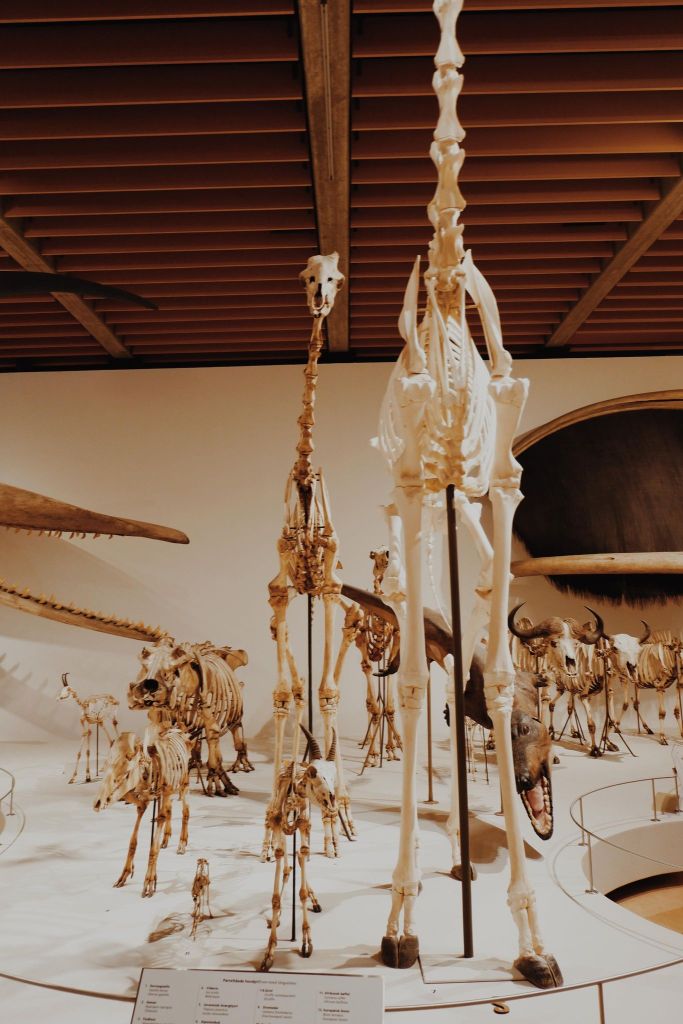 evolution exhibition at the zoology museum in Copenhagen 