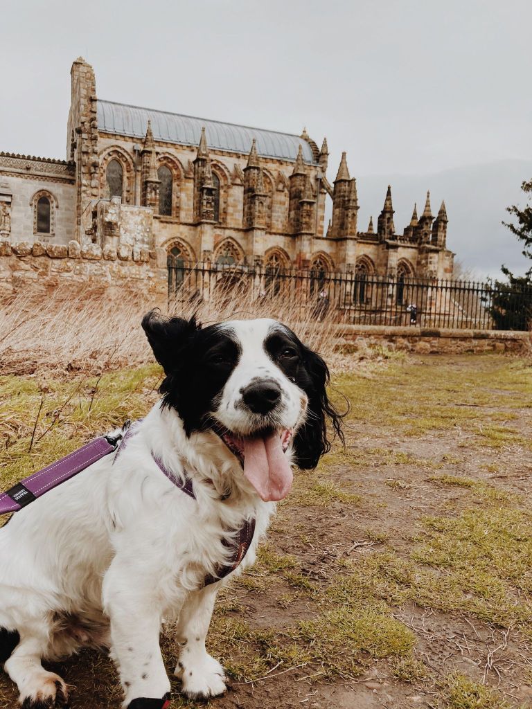 Alfie at Rosslyn Chapel, Edinburgh